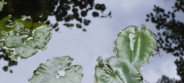 Spejling_2007_44 R