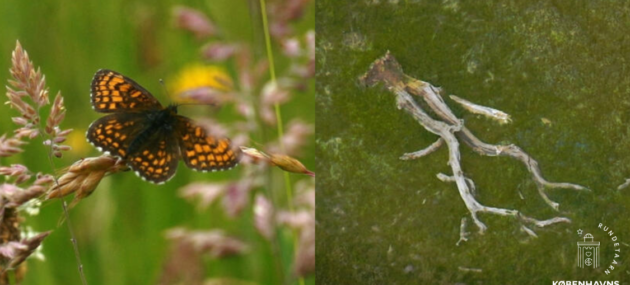 Taletid Det tabte land og genopretningen af Danmarks vilde natur Cropped